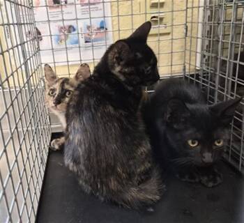 LINDA -  Domestic Short Hair Cat for Adoption in Fort Myers, Florida - LINDA | PetCurious