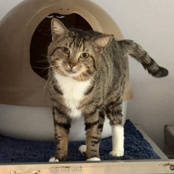 Boris -  Domestic Short Hair Cat for Adoption in Hopewell, Virginia - Boris | PetCurious