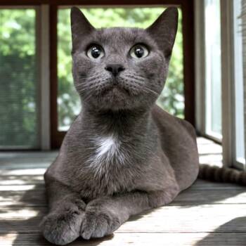 Domestic Short Hair Cats Available for Adoption in Austin, Texas - Purrina | PetCurious