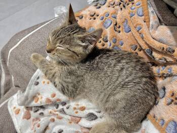 Fainks -  Domestic Short Hair Cat for Adoption in New York, New York - Fainks | PetCurious