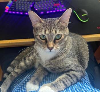 Velma -  Domestic Short Hair Cat for Adoption in Cumming, Georgia - Velma | PetCurious