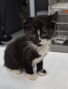 Pen 39 Basil -  Domestic Short Hair Cat for Adoption in Lawrenceville, Georgia - Pen 39 Basil | PetCurious