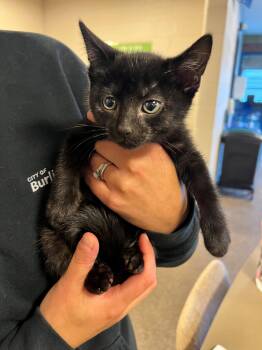 Luigi CS-278/26 -  Domestic Short Hair Cat for Adoption in Burlington, Ontario - Luigi CS-278/26 | PetCurious