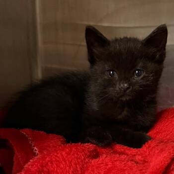 Odysseus -  Domestic Short Hair Cat for Adoption in Council Bluffs, Iowa - Odysseus | PetCurious