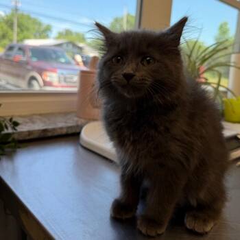 Koopa -  Domestic Medium Hair Cat for Adoption in Watertown, New York - Koopa | PetCurious