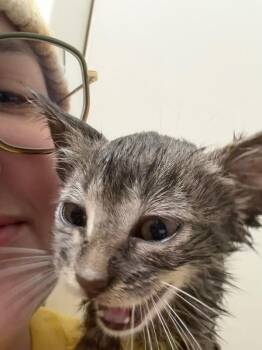 Schmitzy -  Domestic Short Hair Cat for Adoption in Fort Collins, Colorado - Schmitzy | PetCurious