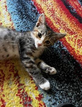 Chai -  Domestic Short Hair Cat for Adoption in Scottsdale, Arizona - Chai | PetCurious
