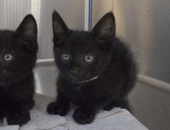 Domestic Short Hair Cats Available for Adoption in Martinez, California - ACE | PetCurious