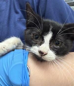 Domestic Short Hair Cats Available for Adoption in Fort Lauderdale, Florida - HENRY | PetCurious