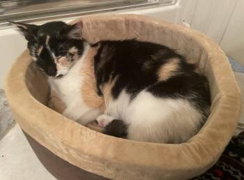 Baby -  Domestic Short Hair Cat for Adoption in City Of Industry, California - Baby | PetCurious