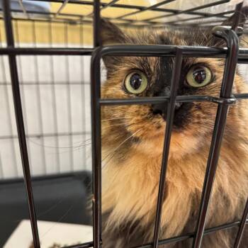 Tortuga ARC2026-037 -  Domestic Long Hair Cat for Adoption in Akron, New York - Tortuga ARC2026-037 | PetCurious