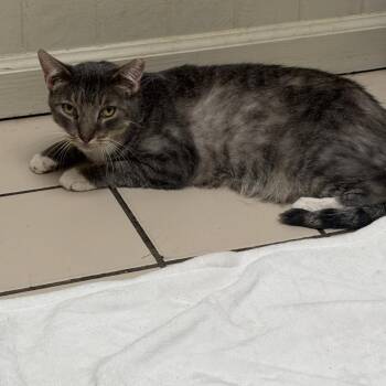 TUSC-Stray-85453_2 -  Domestic Short Hair Cat for Adoption in Tuscaloosa, Alabama - TUSC-Stray-85453_2 | PetCurious