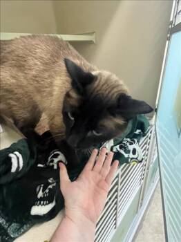 Rescue Domestic Short Hair Cats for Adoption in Loveland, Colorado - NYGMA | PetCurious