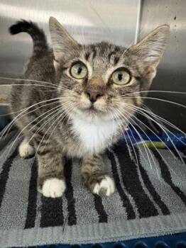 Rowan -  Domestic Short Hair Cat for Adoption in Havelock, North Carolina - Rowan | PetCurious