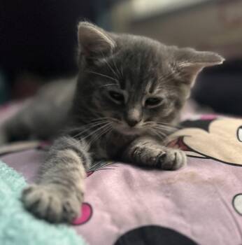 Domestic Short Hair Cats Available for Adoption in Cleveland, Ohio - Snow White | PetCurious