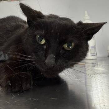 Rescue Domestic Short Hair Cats for Adoption in New York, New York - Conoco | PetCurious