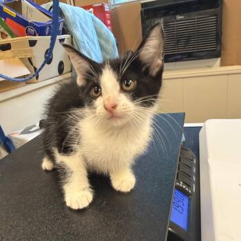 Clawdia -  American Bobtail Cat for Adoption in Lake Panasoffkee, Florida - Clawdia | PetCurious