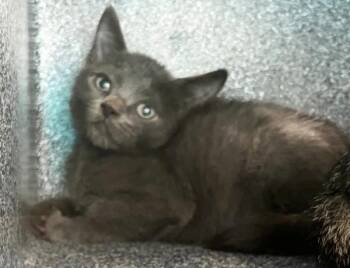Garlic -  Domestic Short Hair Cat for Adoption - Garlic | PetCurious