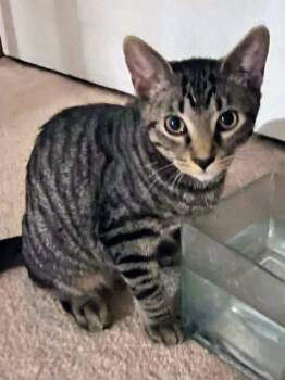 Rescue Domestic Short Hair Cats for Adoption in Woodstock, Illinois - Boo (& Daisy) | PetCurious