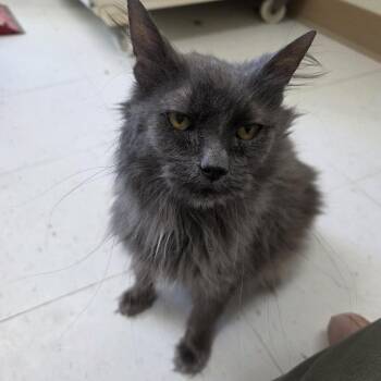 Domestic Long Hair Cats Available for Adoption - Flutter | PetCurious