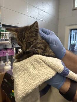 Kit Kat -  Domestic Short Hair Cat for Adoption in Mobile, Alabama - Kit Kat | PetCurious