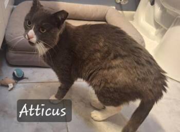 Domestic Short Hair Cats Available for Adoption in Fairfax, Virginia - Atticus | PetCurious