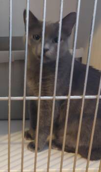 Betty -  Domestic Short Hair Cat for Adoption in Phoenix, Arizona - Betty | PetCurious