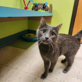 Rescue Domestic Medium Hair Cats for Adoption in Sioux City, Iowa - Smokey | PetCurious