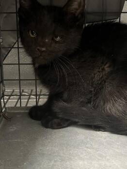 Domestic Short Hair Cats Available for Adoption in Las Vegas, Nevada - SPIDER MONKEY | PetCurious