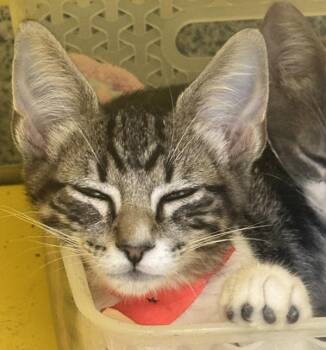 Truffle -  Domestic Short Hair Cat for Adoption in Golden, Colorado - Truffle | PetCurious