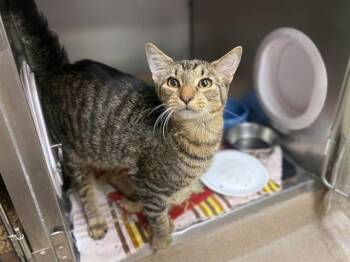 CHURRO -  Domestic Short Hair Cat for Adoption in Fort Wayne, Indiana - CHURRO | PetCurious