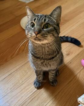 TomTom - BONDED PAIR -  Domestic Short Hair Cat for Adoption in Naugatuck, Connecticut - TomTom - BONDED PAIR | PetCurious