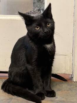 Rescue Domestic Medium Hair Cats for Adoption in Cape May, New Jersey - Henry | PetCurious