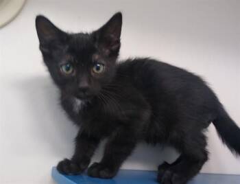 Domestic Short Hair Cats Available for Adoption in Palo Alto, California - SESAME | PetCurious