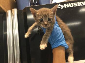 A1937978 -  Domestic Short Hair Cat for Adoption in Thousand Palms, California - A1937978 | PetCurious