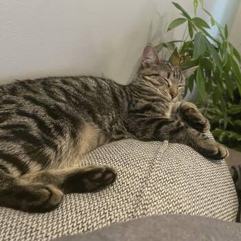 Ivy -  Domestic Short Hair and Tabby Cat for Adoption in Rochester Hills, Michigan - Ivy | PetCurious