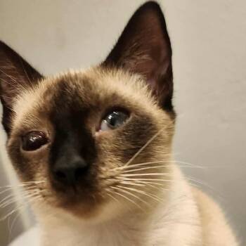 Rescue Domestic Short Hair Cats for Adoption in Gainesville, Florida - Yum Yum | PetCurious