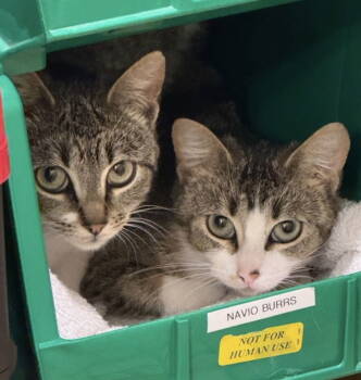 Rescue Domestic Short Hair Cats for Adoption in Minneapolis, Minnesota - Phiona & Daisy | PetCurious