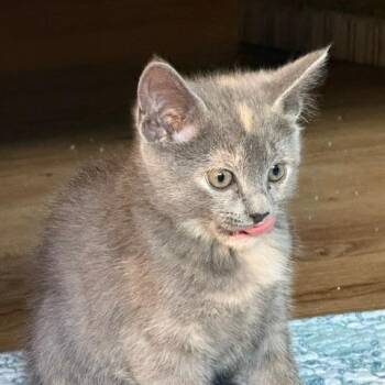 Oyster -  Domestic Short Hair Cat for Adoption in Bedford, New Hampshire - Oyster | PetCurious