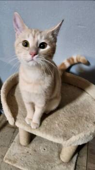 Domestic Short Hair Cats Available for Adoption - Tweedle Dum **Bonded With Tweedle Dee** | PetCurious