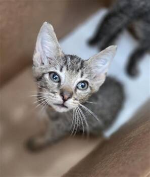 TULSA -  Domestic Short Hair Cat for Adoption in Dallas, Texas - TULSA | PetCurious
