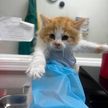 Oil Based Paint -  Domestic Short Hair Cat for Adoption in Pekin, Illinois - Oil Based Paint | PetCurious