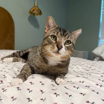 American Shorthair Cats Available for Adoption in Dickson, Tennessee - Bento | PetCurious