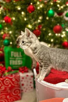 Domestic Short Hair Cats Available for Adoption - Grey Goose | PetCurious