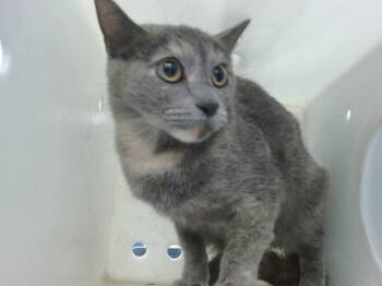 Rescue Domestic Short Hair Cats for Adoption in Albuquerque, New Mexico - BEDILIA | PetCurious
