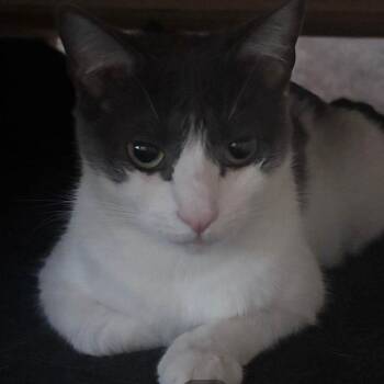 Charis 54262 -  Domestic Short Hair Cat for Adoption in Las Vegas, Nevada - Charis 54262 | PetCurious