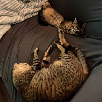 Tabby and Domestic Short Hair Cats Available for Adoption - Winky (bonded With Tonita) | PetCurious