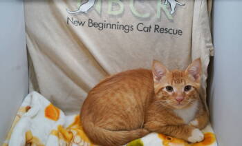 Rescue Tabby and American Shorthair Cats for Adoption in Garland, Texas - Peacemaker (Cheis) | PetCurious