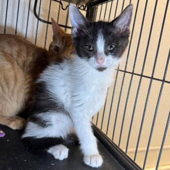Cowgirl -  Domestic Short Hair Cat Available for Adoption in Saginaw, Michigan - Cowgirl | PetCurious