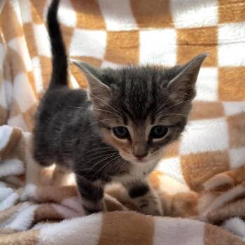 Missy 6157 -  Domestic Short Hair Cat for Adoption in Hamilton, Georgia - Missy 6157 | PetCurious